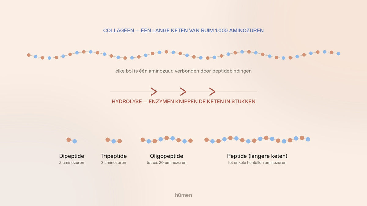 Wat zijn collageenpeptiden? En waarom collageen daarvoor gehydrolyseerd wordt